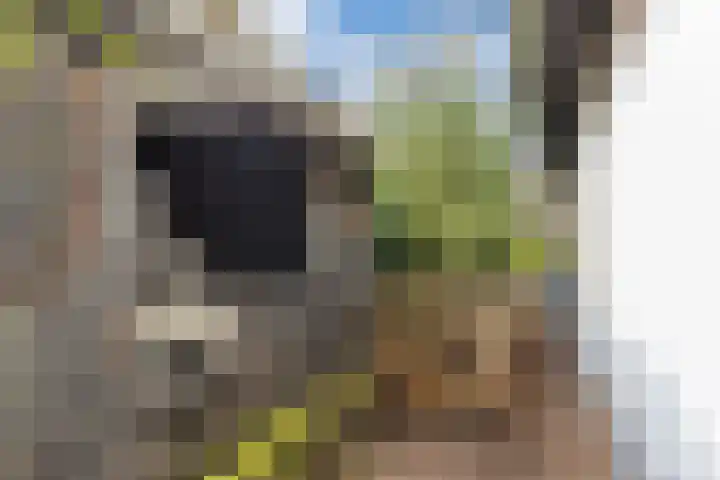 Buntwal 1 Nijkerkerveen thumbnail 35