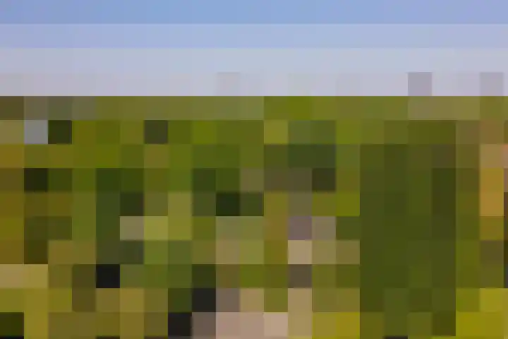 Buñuellaan 48 Almere thumbnail 38