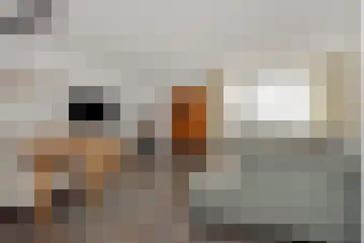 Bunzinghage 1 Berlicum thumbnail 8
