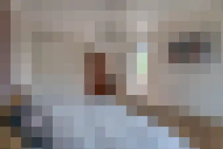 Bunzinghage 49 Berlicum thumbnail 19