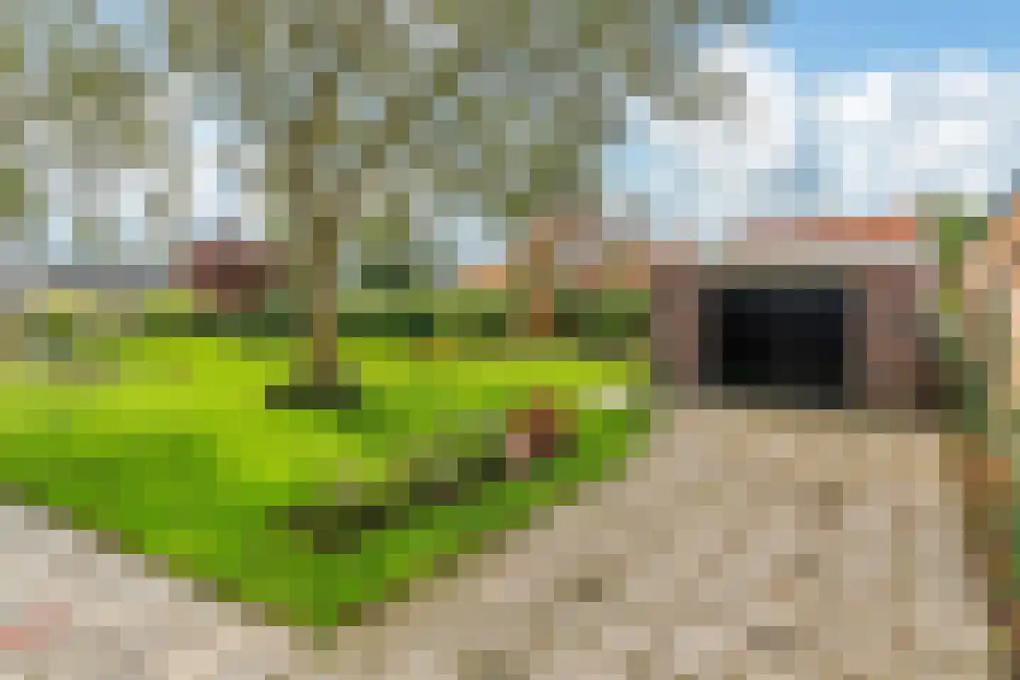 Buorfinneleane 8 Sexbierum thumbnail 35