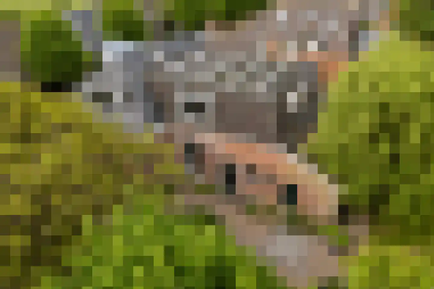 Buorren 13 Blessum thumbnail 62