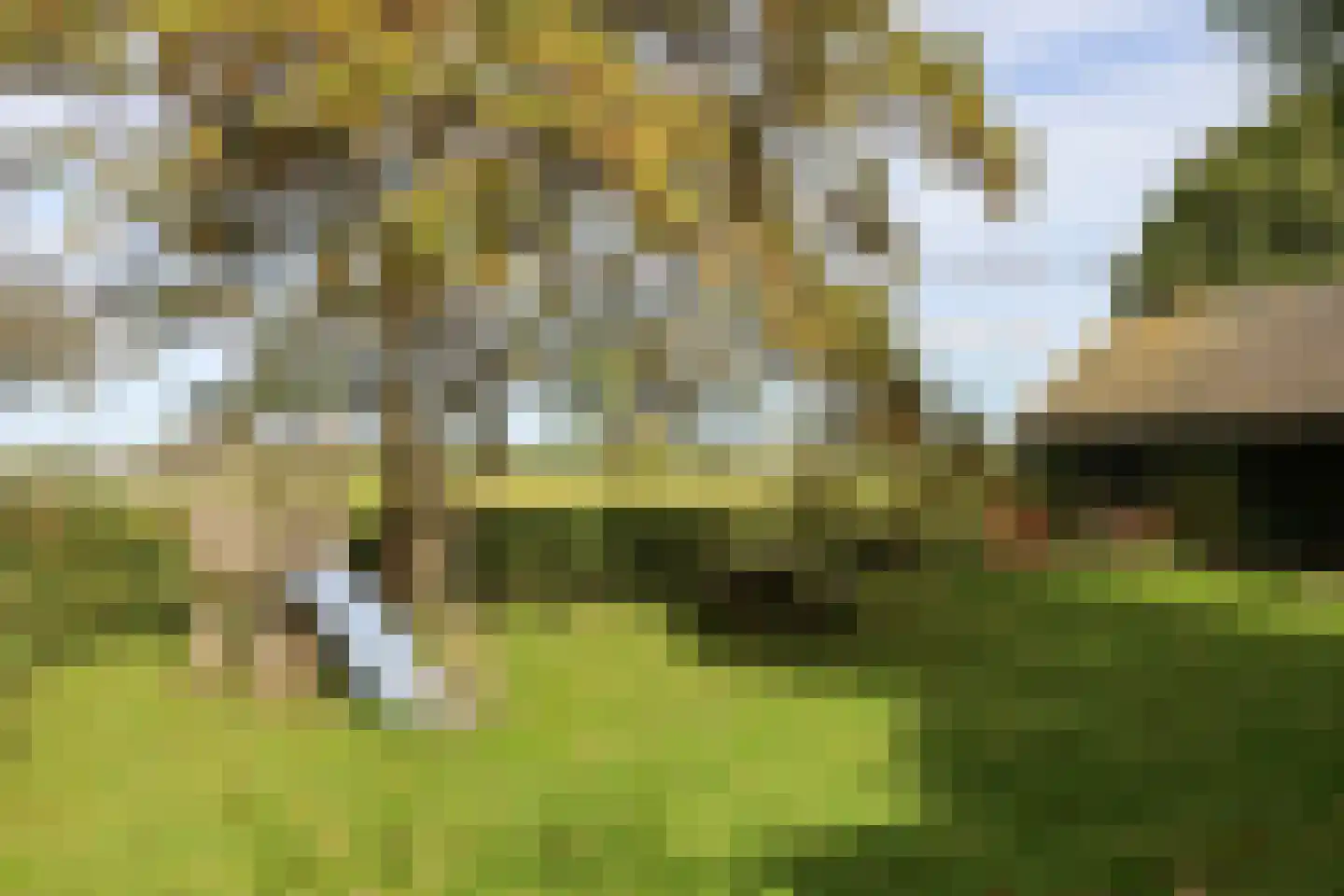 Buorren 13 Blessum thumbnail 67