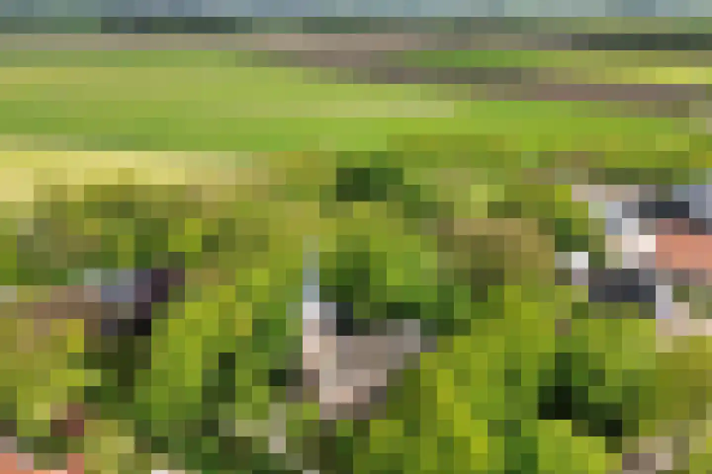 Buorren 14 Skingen thumbnail 75