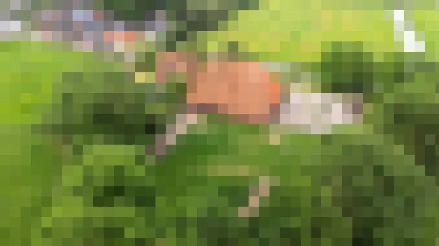 Buorren 41 Boksum thumbnail 49
