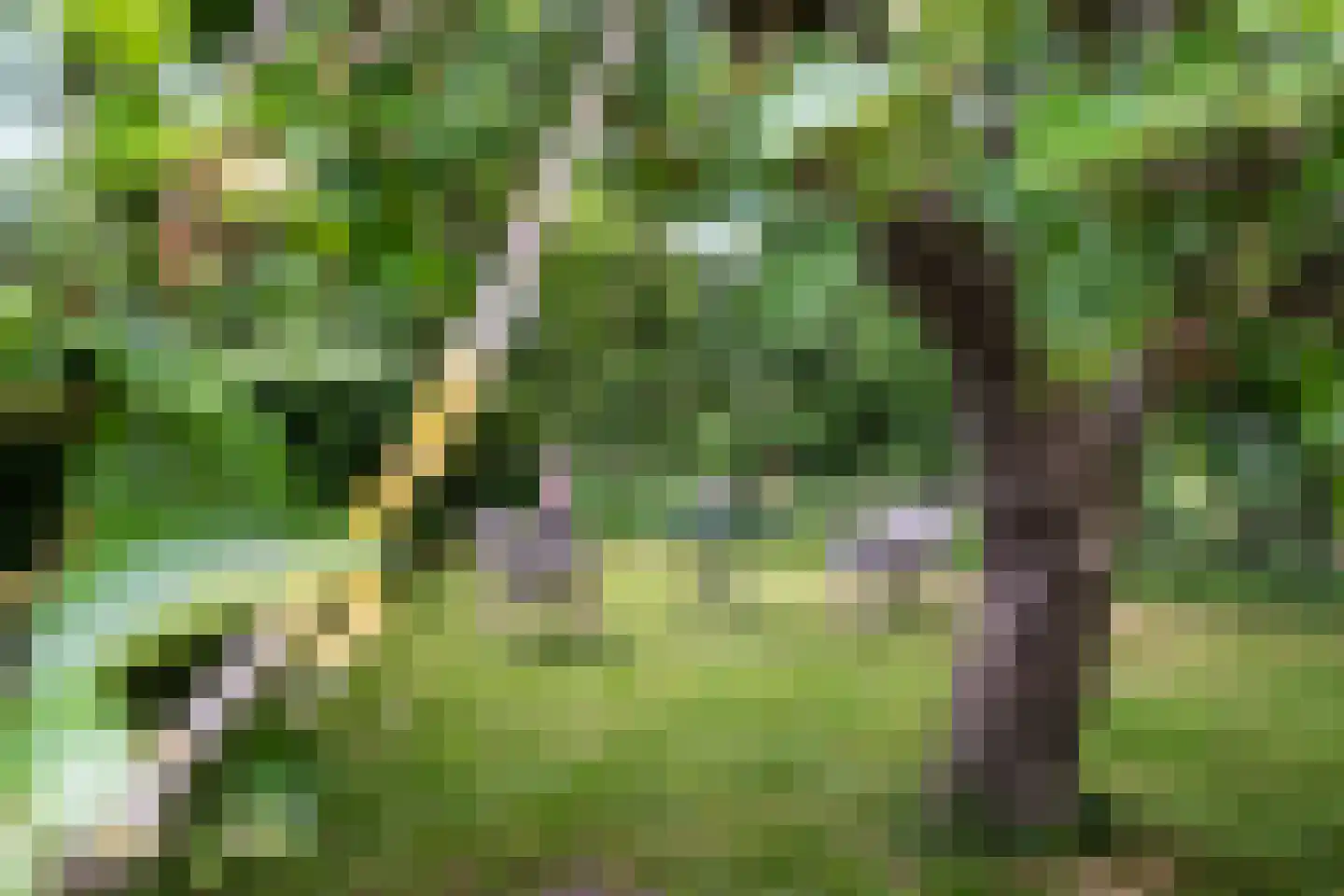 Buorren 41 Boksum thumbnail 52