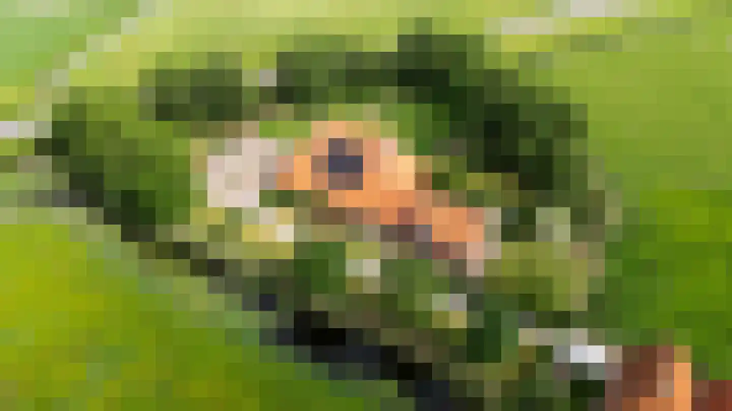 Buorren 41 Boksum thumbnail 83