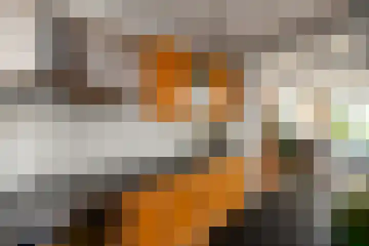 Buorren 50 Terkaple thumbnail 10