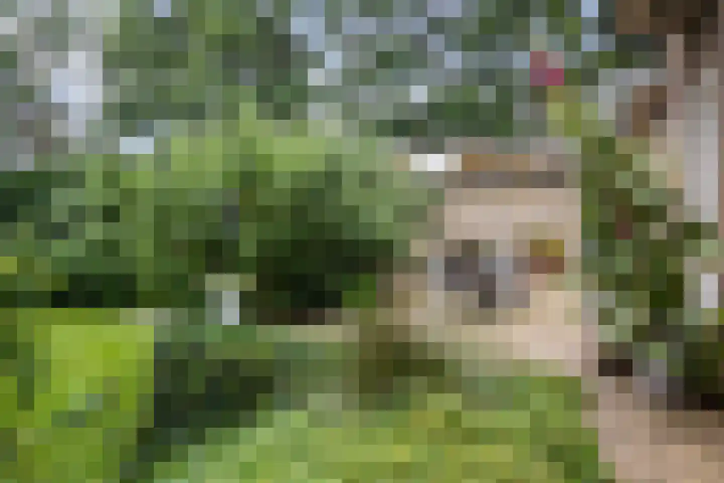 Buorren 50 Tytsjerk thumbnail 28
