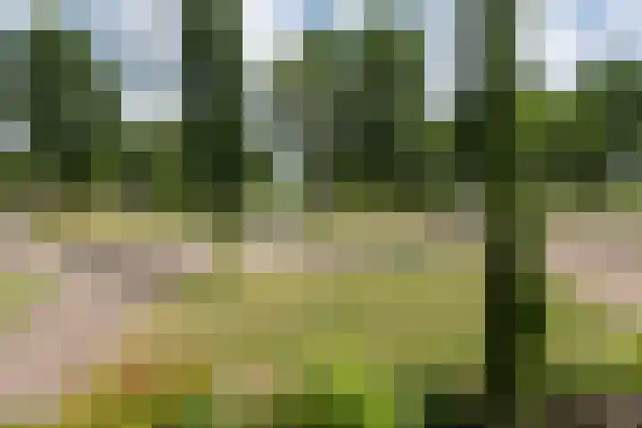 Buorren 74 Bitgum thumbnail 30