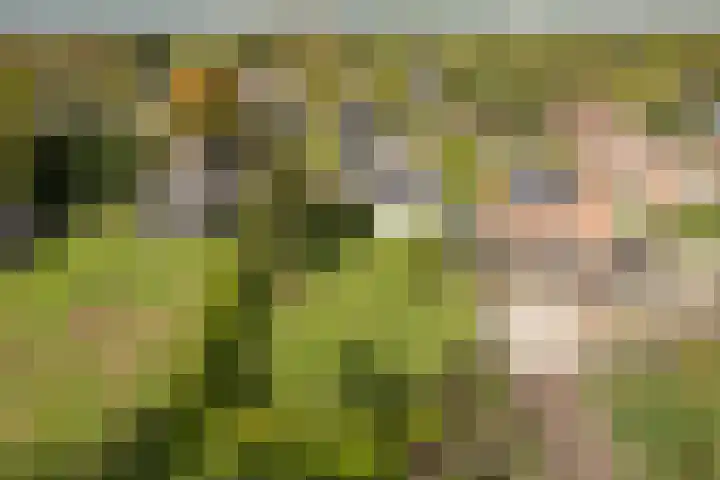 Buorren 74 Houtigehage thumbnail 15