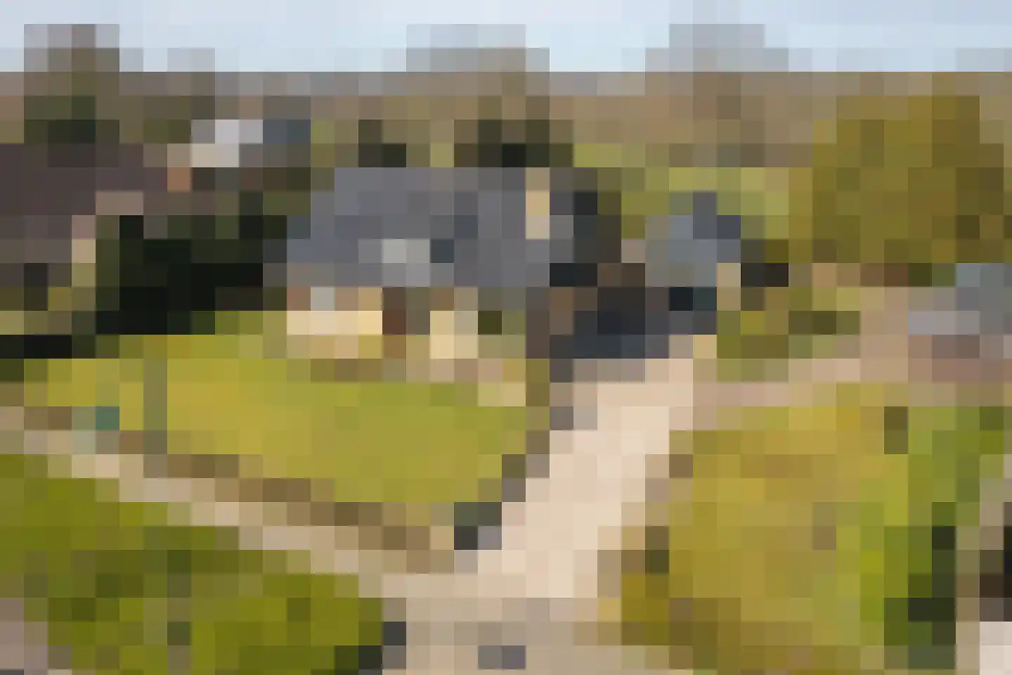 Buorren 89 Houtigehage thumbnail 32