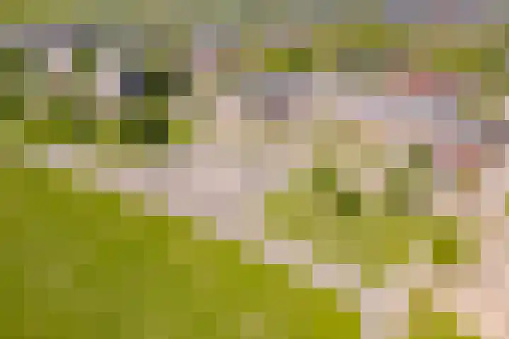 Burchtmuur 30 Houten thumbnail 63