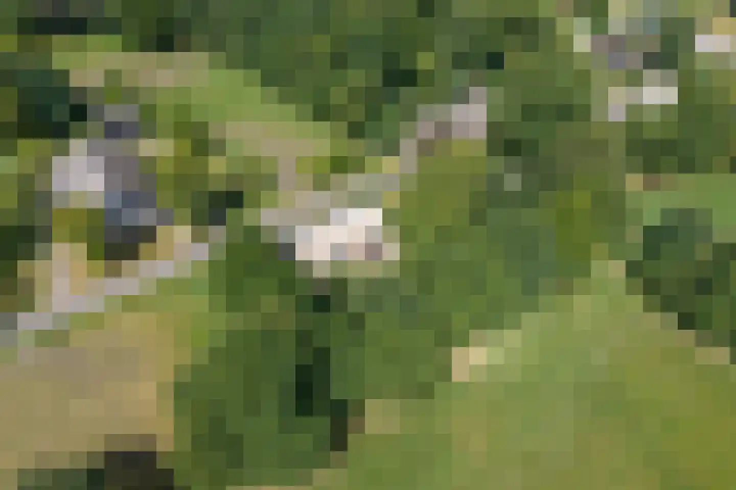 Burchtweg 13 Bunne thumbnail 79