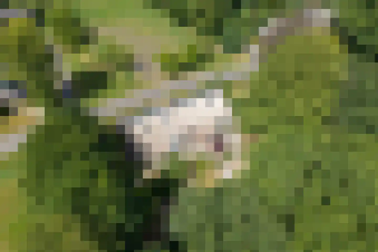 Burchtweg 13 Bunne thumbnail 83