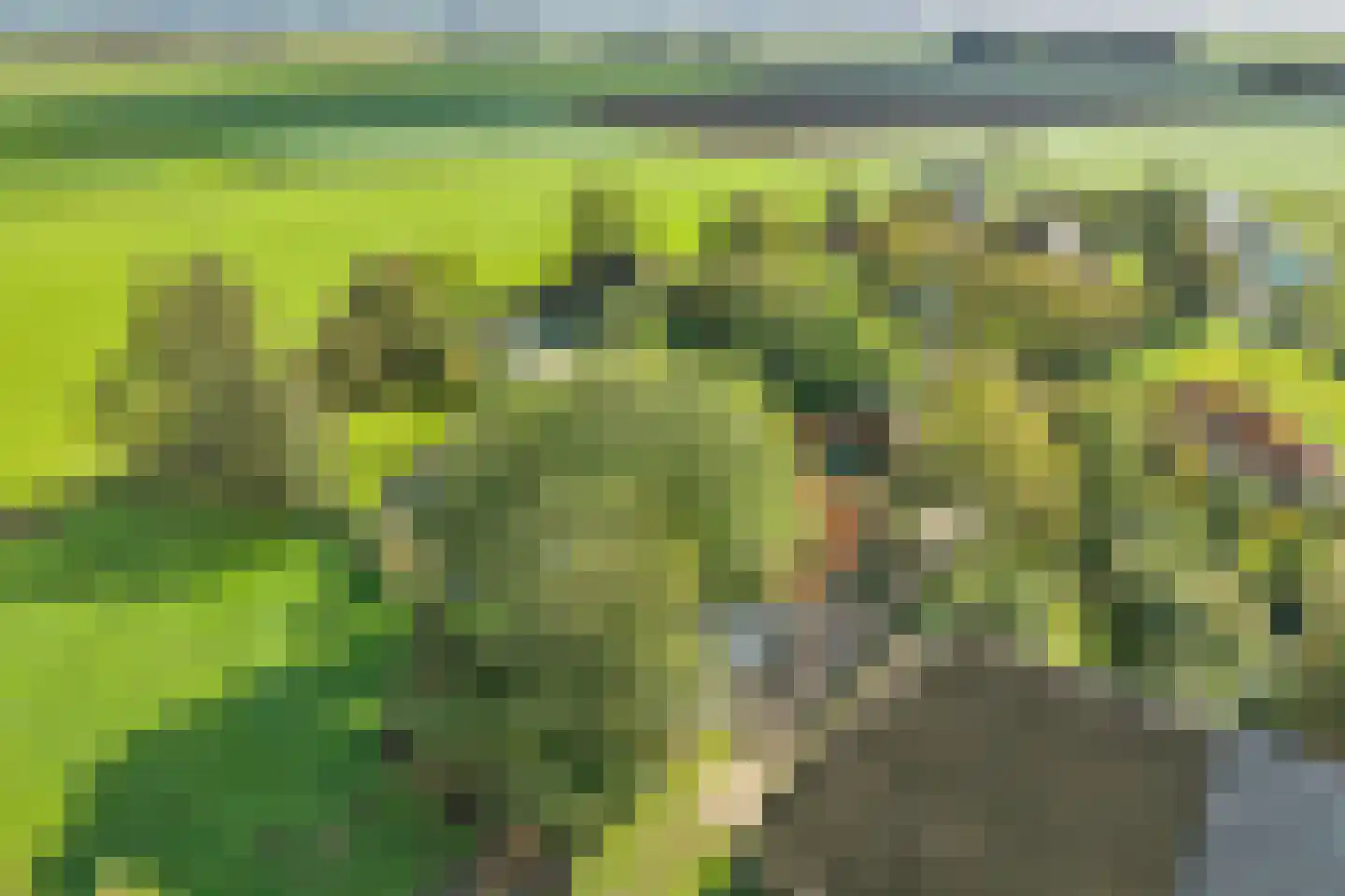Buren 15 Piaam thumbnail 64