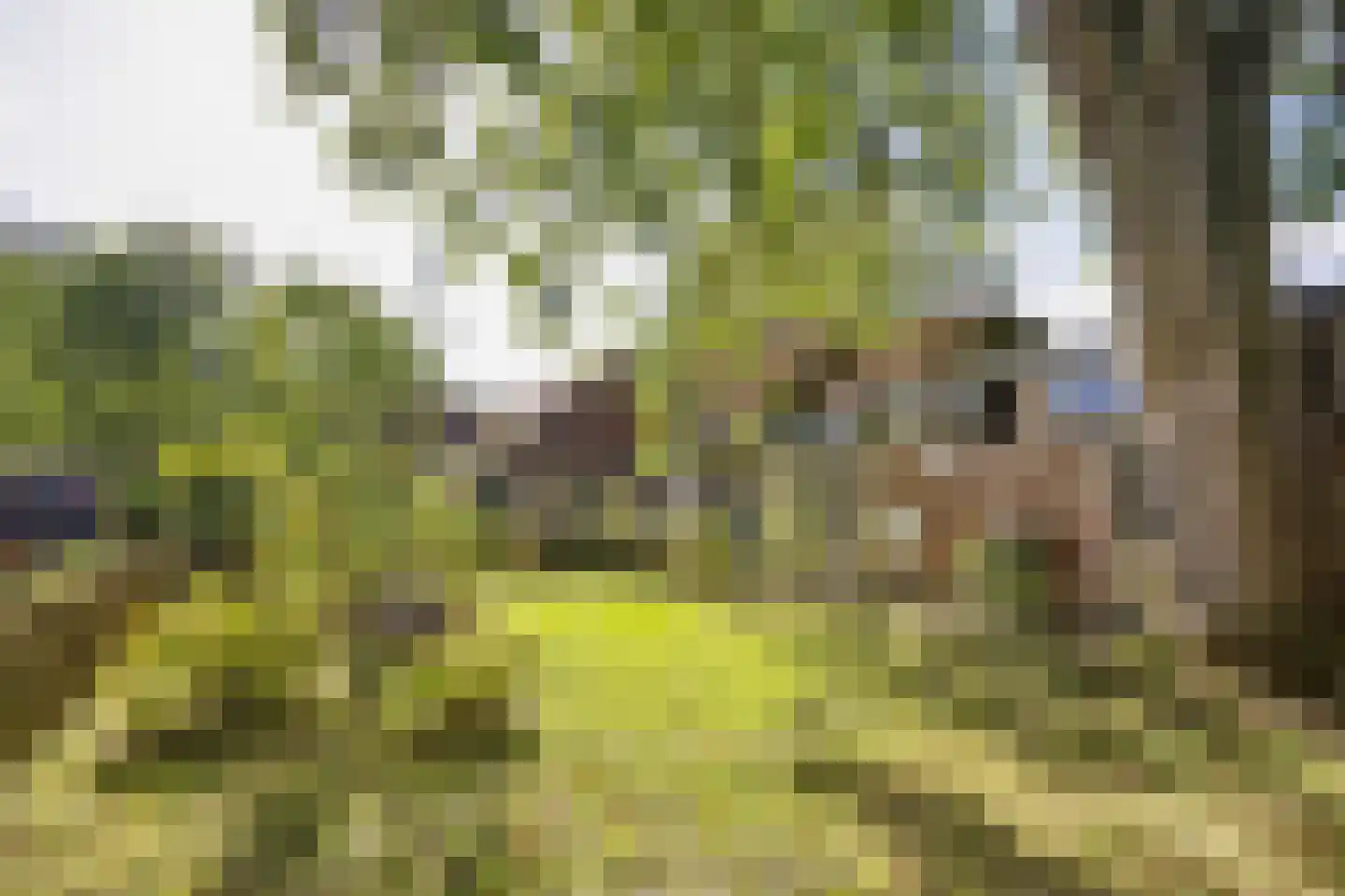 Buren 15 Piaam thumbnail 9