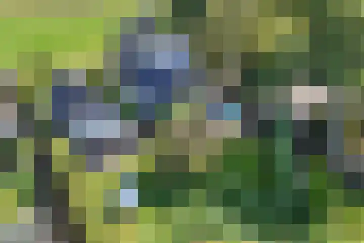 Buren 23 Longerhouw thumbnail 47