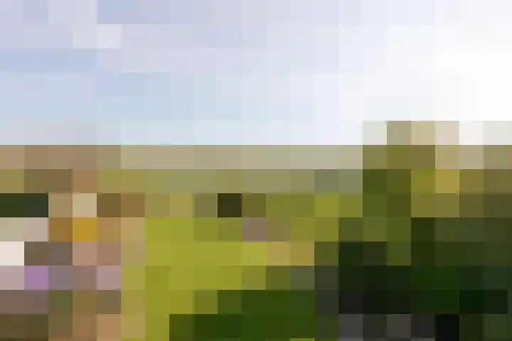 Buren 32 Longerhouw thumbnail 4