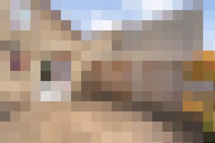 Burg.Backxlaan 103 Nieuwleusen thumbnail 30