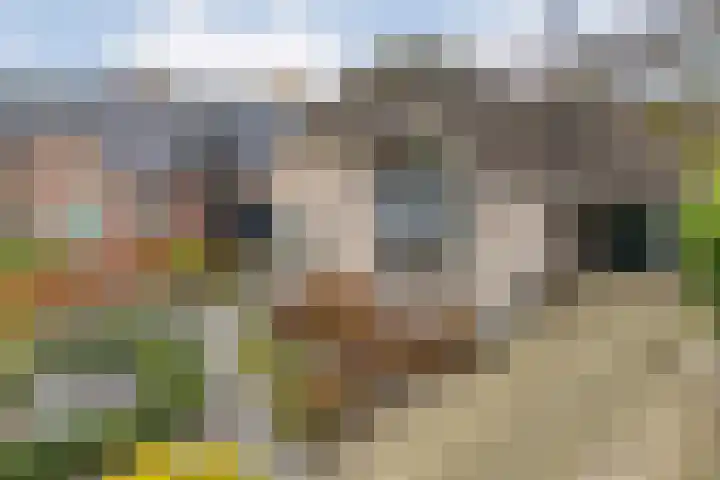 Burg.Backxlaan 277 Nieuwleusen thumbnail 5