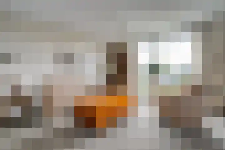 Burg.Backxlaan 36 Z Nieuwleusen thumbnail 28