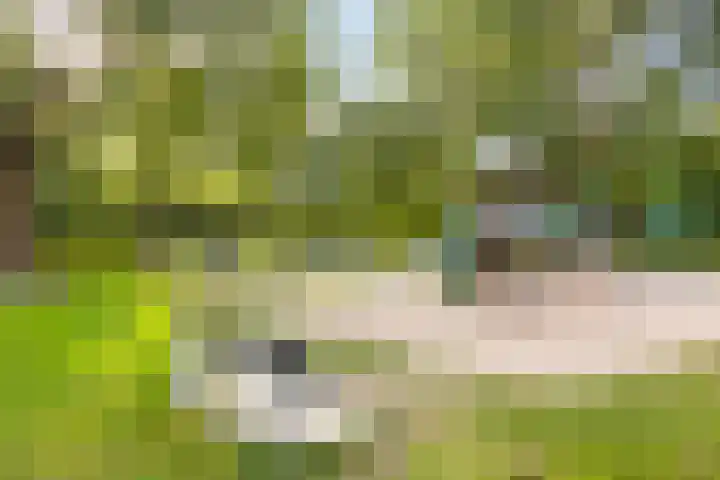 Burg. Cremershof 38 Panningen thumbnail 14