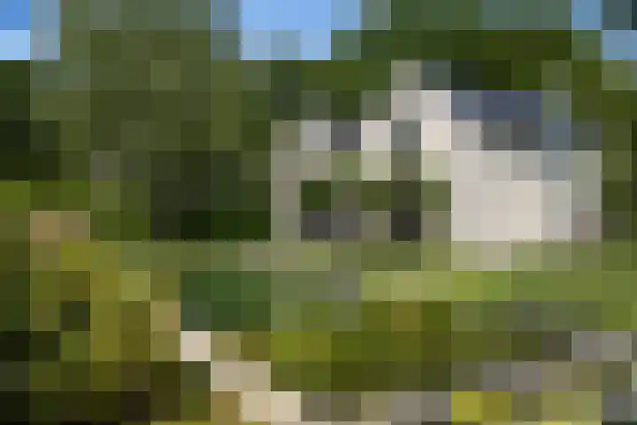 Burg. Crommelinlaan 37 Diepenveen thumbnail 46