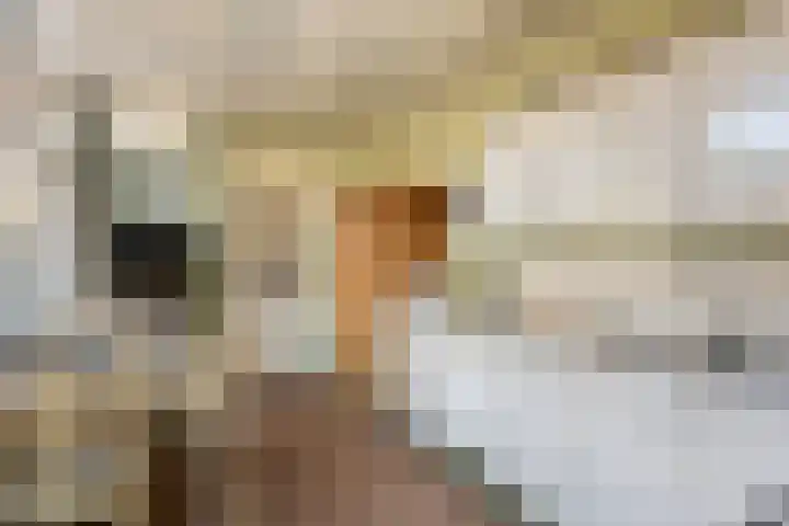 Burg. de Kuijperlaan 24 Veghel thumbnail 18