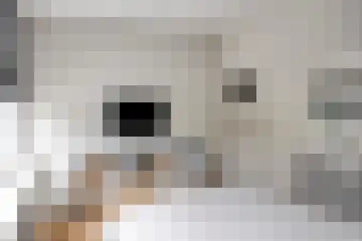 Burg. de Kuijperlaan 4 Veghel thumbnail 30