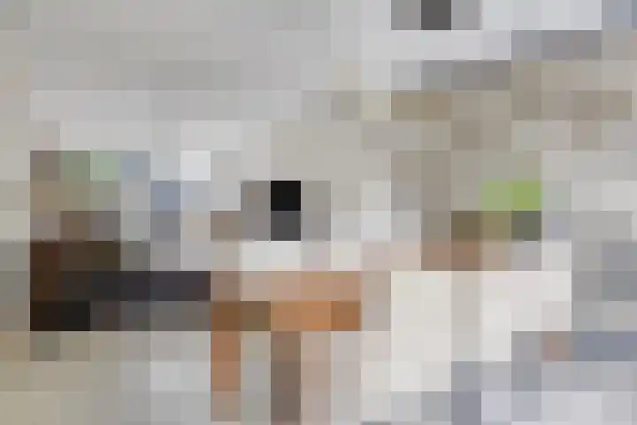 Burg. de Kuijperlaan 4 Veghel thumbnail 5