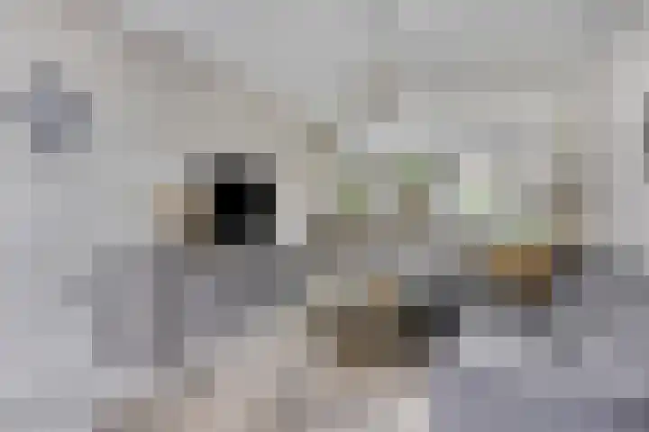 Burg. de Kuijperlaan 4 Veghel thumbnail 7
