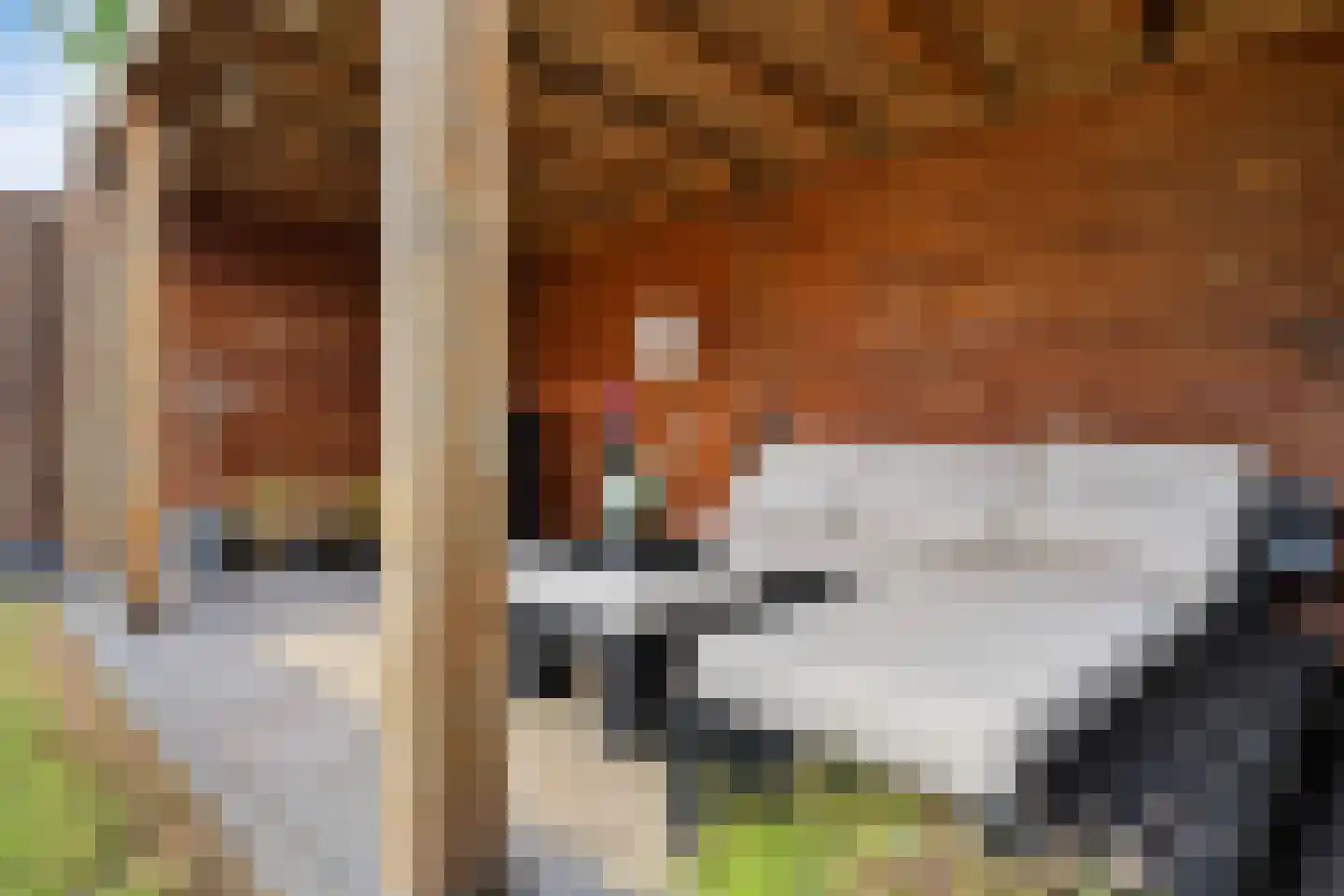 Burg de Witstraat 22 Elsloo thumbnail 20