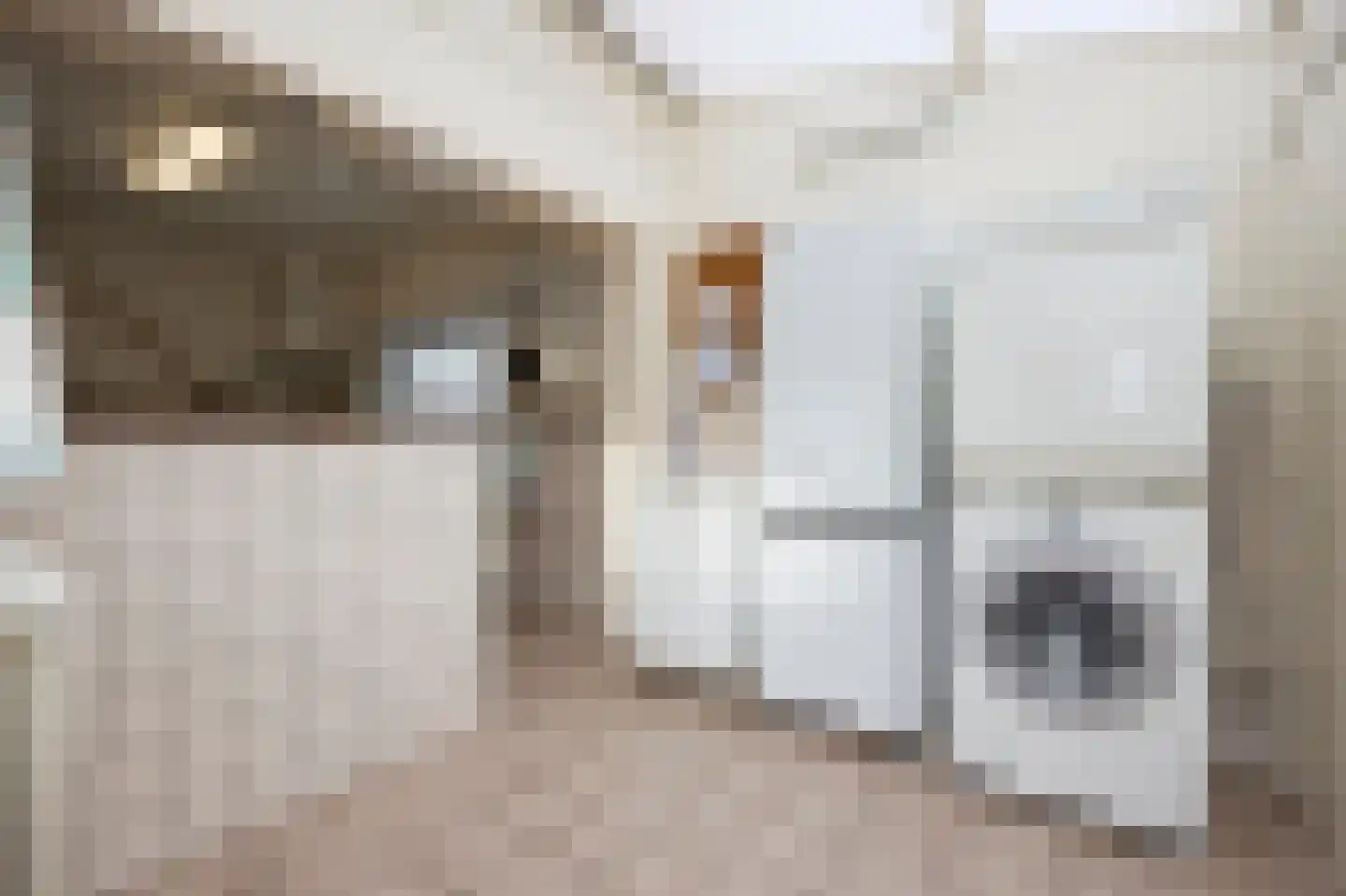Burg Hoefnagelsstraat 72 Sas van Gent thumbnail 9