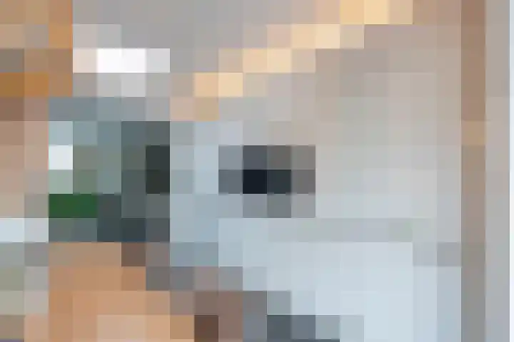 Burg. Onlandstraat 2 Born thumbnail 18