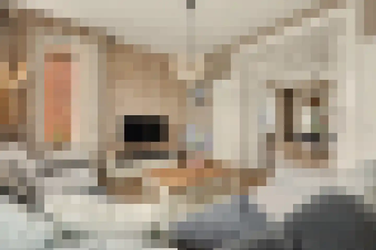 Burg Sinkelaan 10 Yerseke thumbnail 8