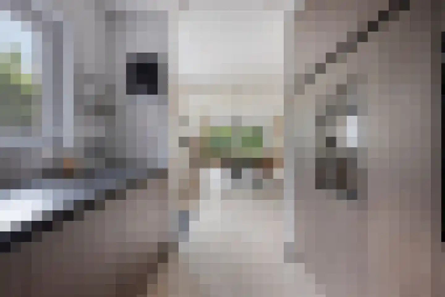 Burg. Snijdersstraat 17 Wijnandsrade thumbnail 25