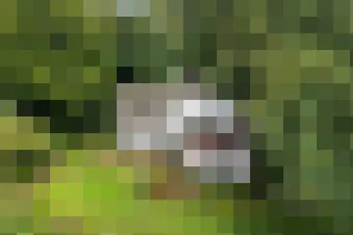 Burg. Tutein Noltheniuslaan 19 A Apeldoorn thumbnail 39