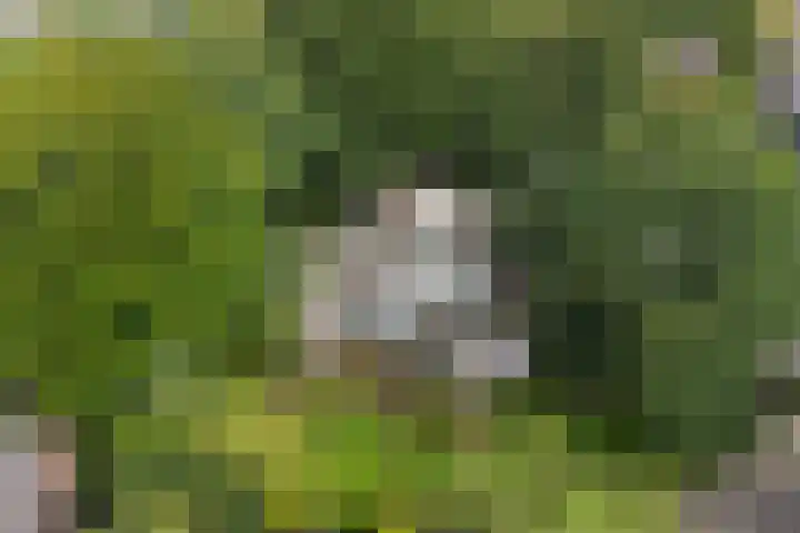 Burg. Tutein Noltheniuslaan 19 A Apeldoorn thumbnail 40