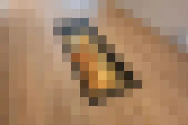 Burg van der Lelijkade 16 Maasland thumbnail 19