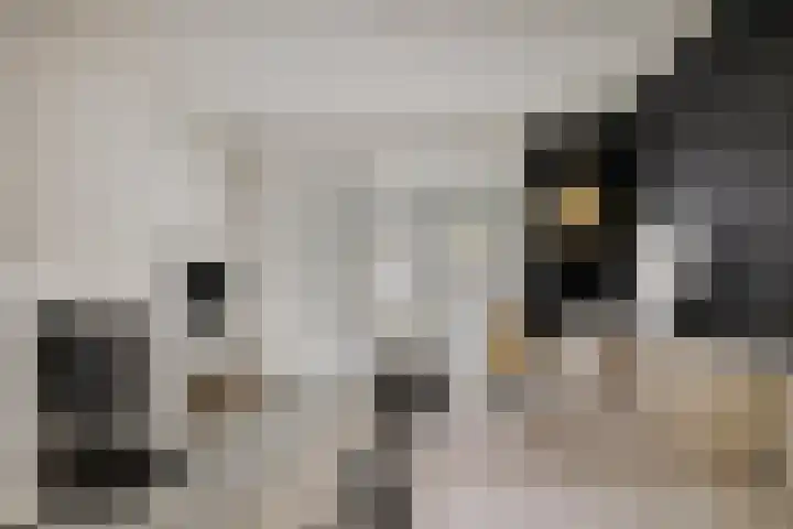 Burg van der Lelysingel 23 Coevorden thumbnail 10