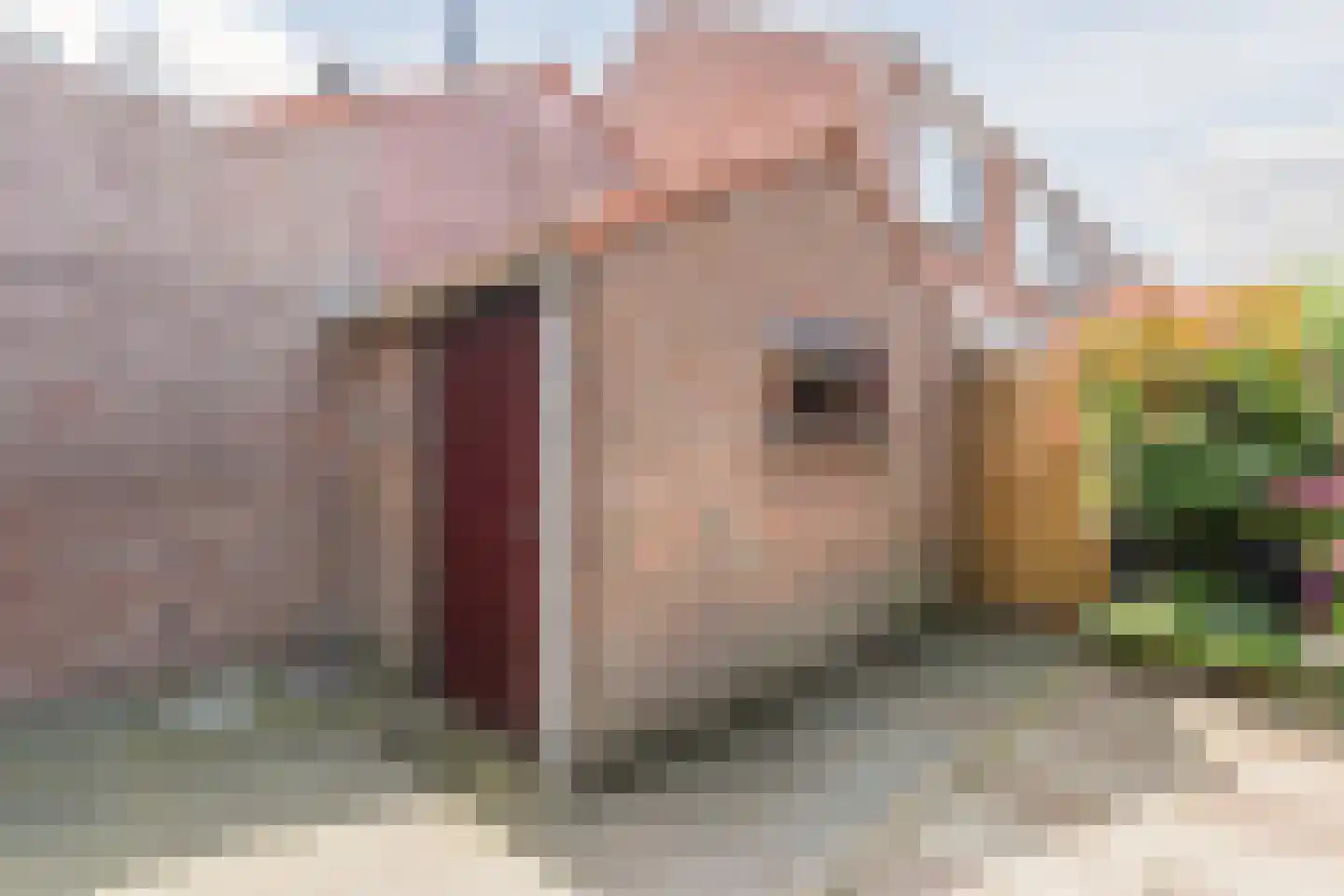 Burg van Gentsingel 11 Schipluiden thumbnail 33