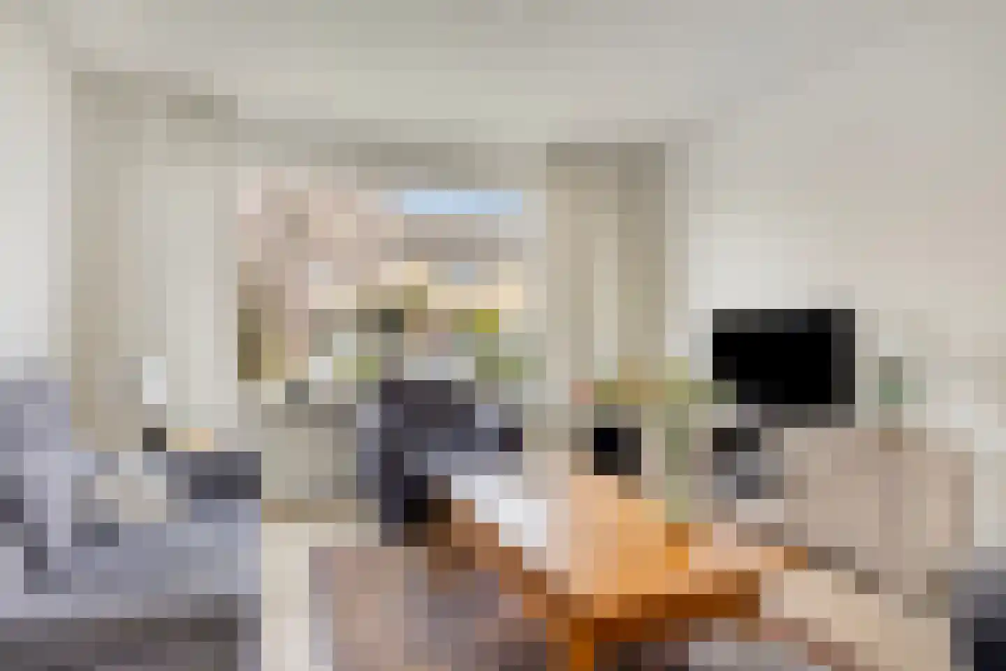 Burg van Kempenstraat 35 Grubbenvorst thumbnail 8