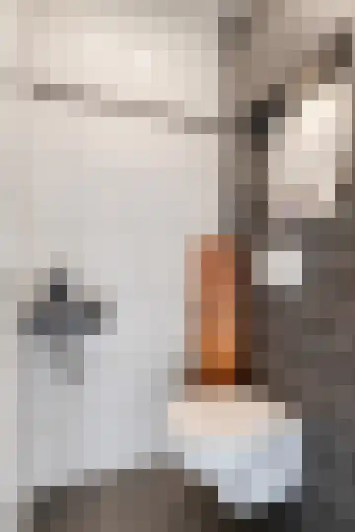 Burg van Leentstraat 78 Grubbenvorst thumbnail 10