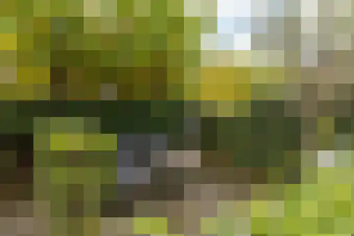 Burg. van Rooystraat 41 Heerlen thumbnail 43