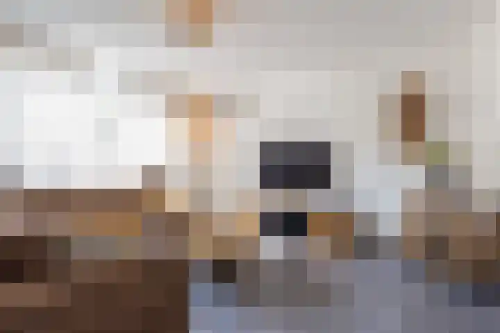 Burg. Venckenstraat 9 Obbicht thumbnail 8