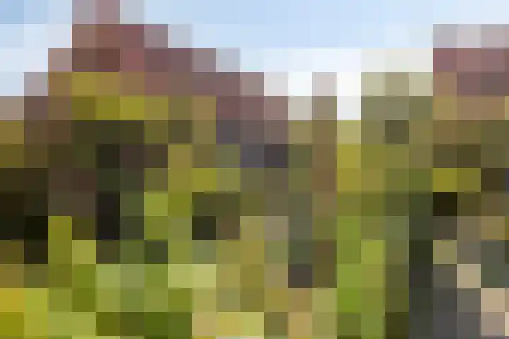 Burg. Verplankeplein 12 Biervliet thumbnail 31