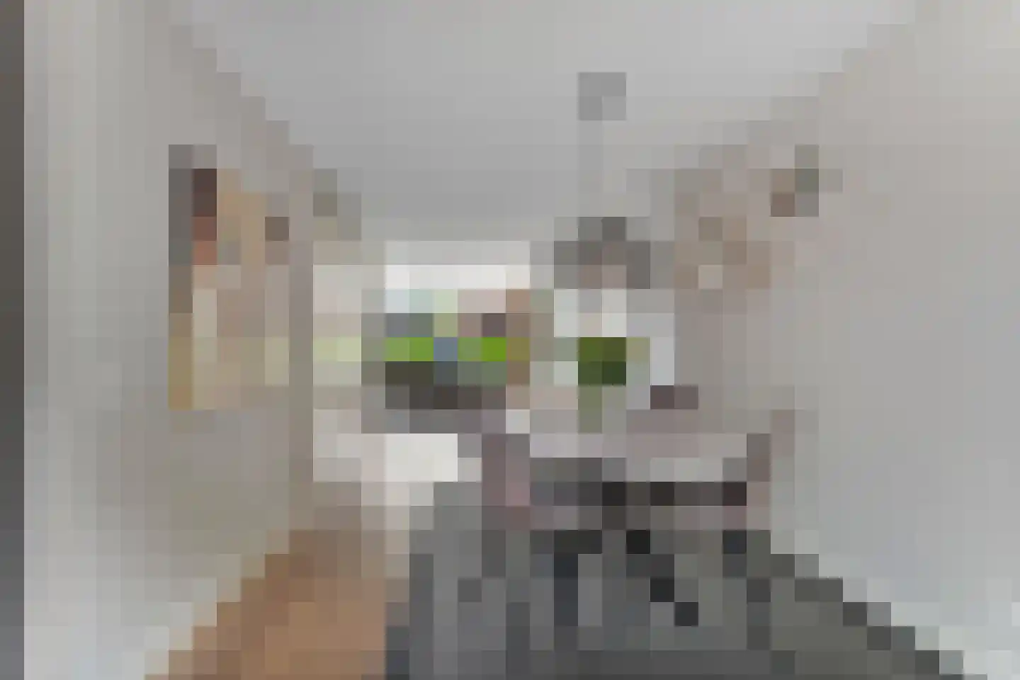 Burg.Woltersstraat 39 Gennep thumbnail 11