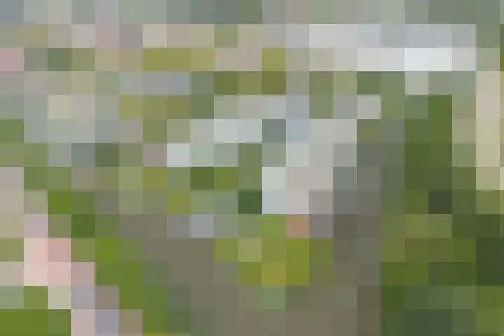 Burgemeester Ankerplein 3 Nieuwe Niedorp thumbnail 4