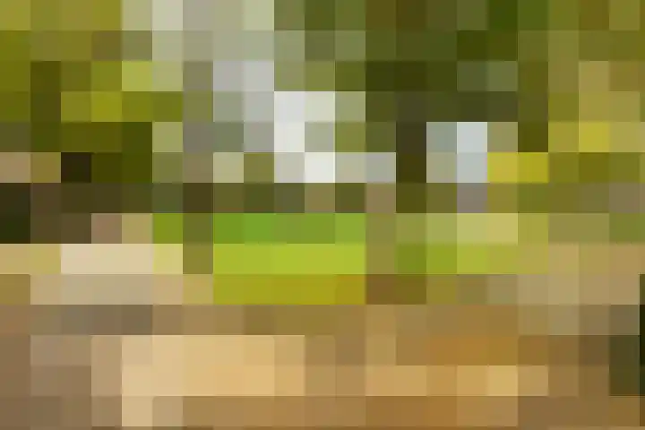 Burgemeester Brandtlaan 2 Velp thumbnail 4